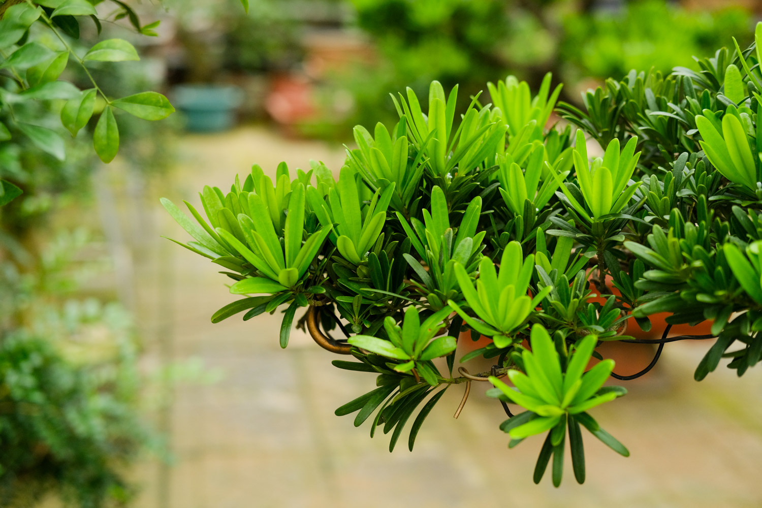 Podocarpus