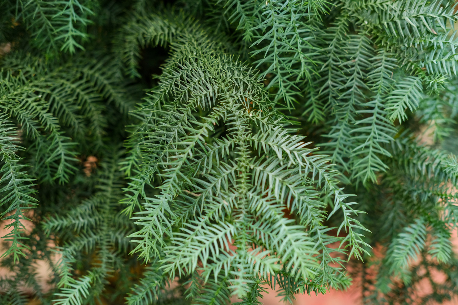 Australian fir