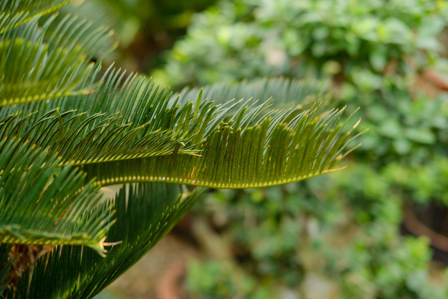 Cycas