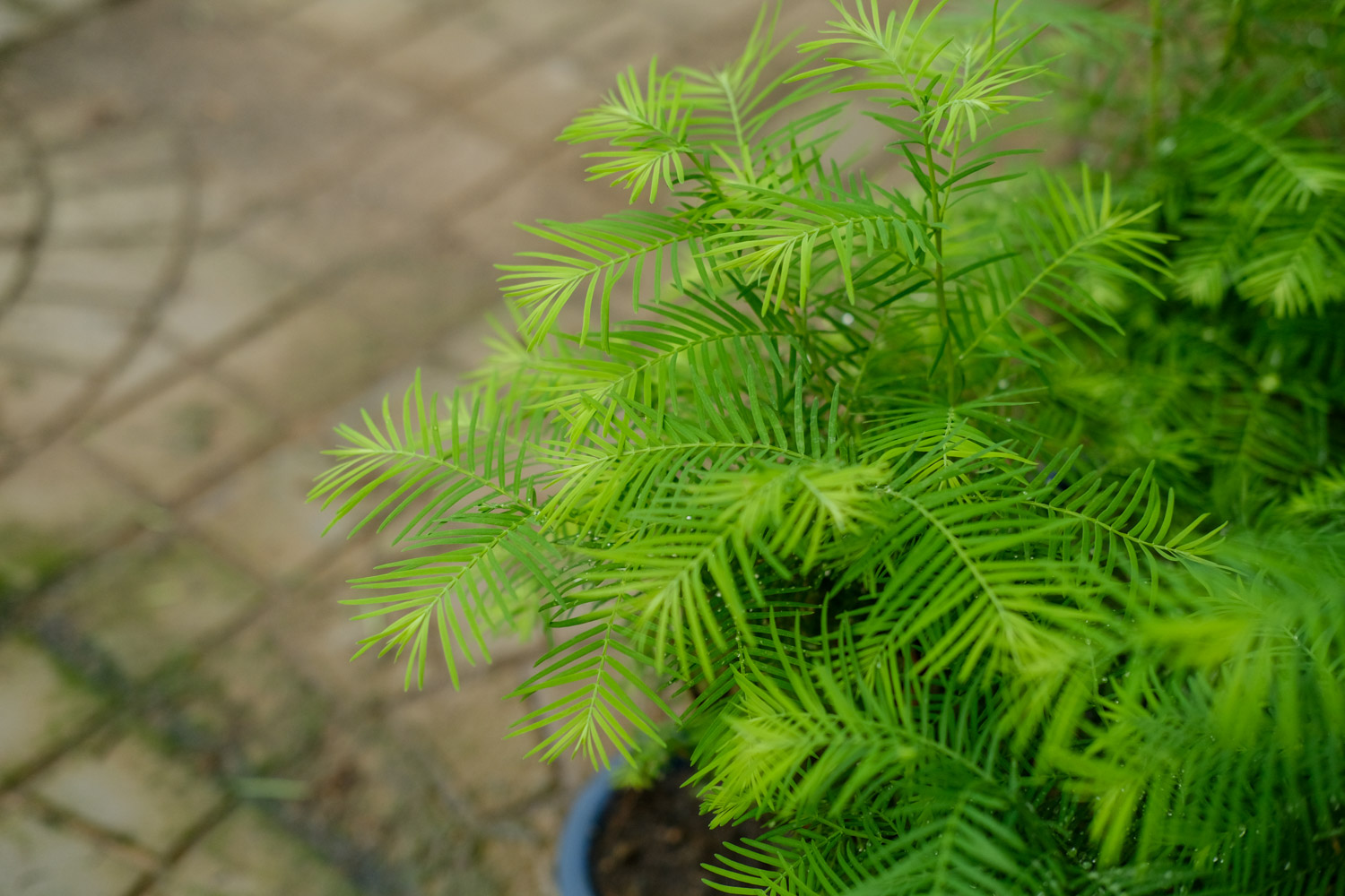 metasequoia