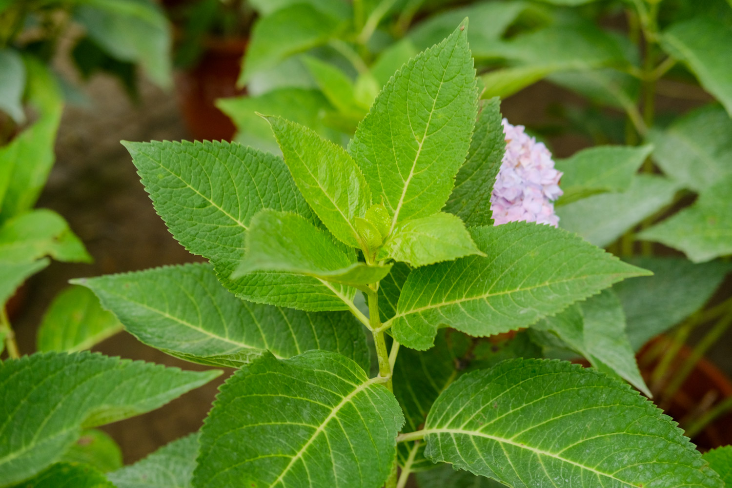 hydrangea