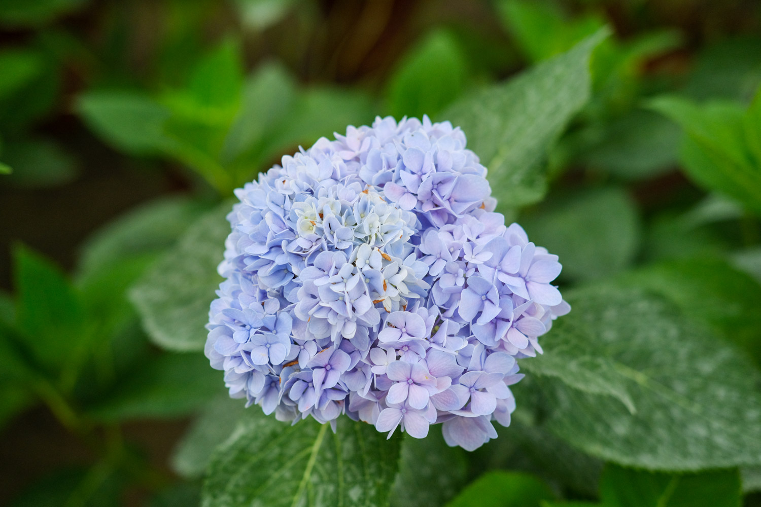 hydrangea