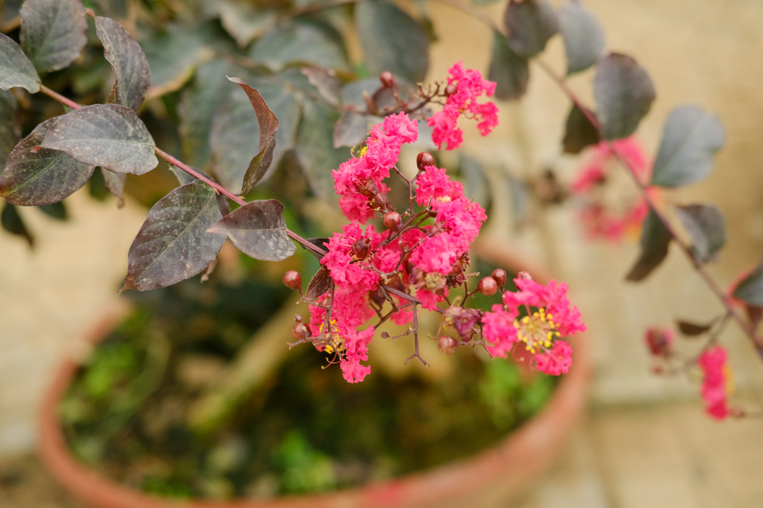 Crape myrtle