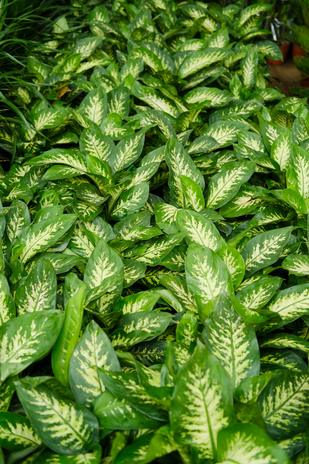 Dieffenbachia