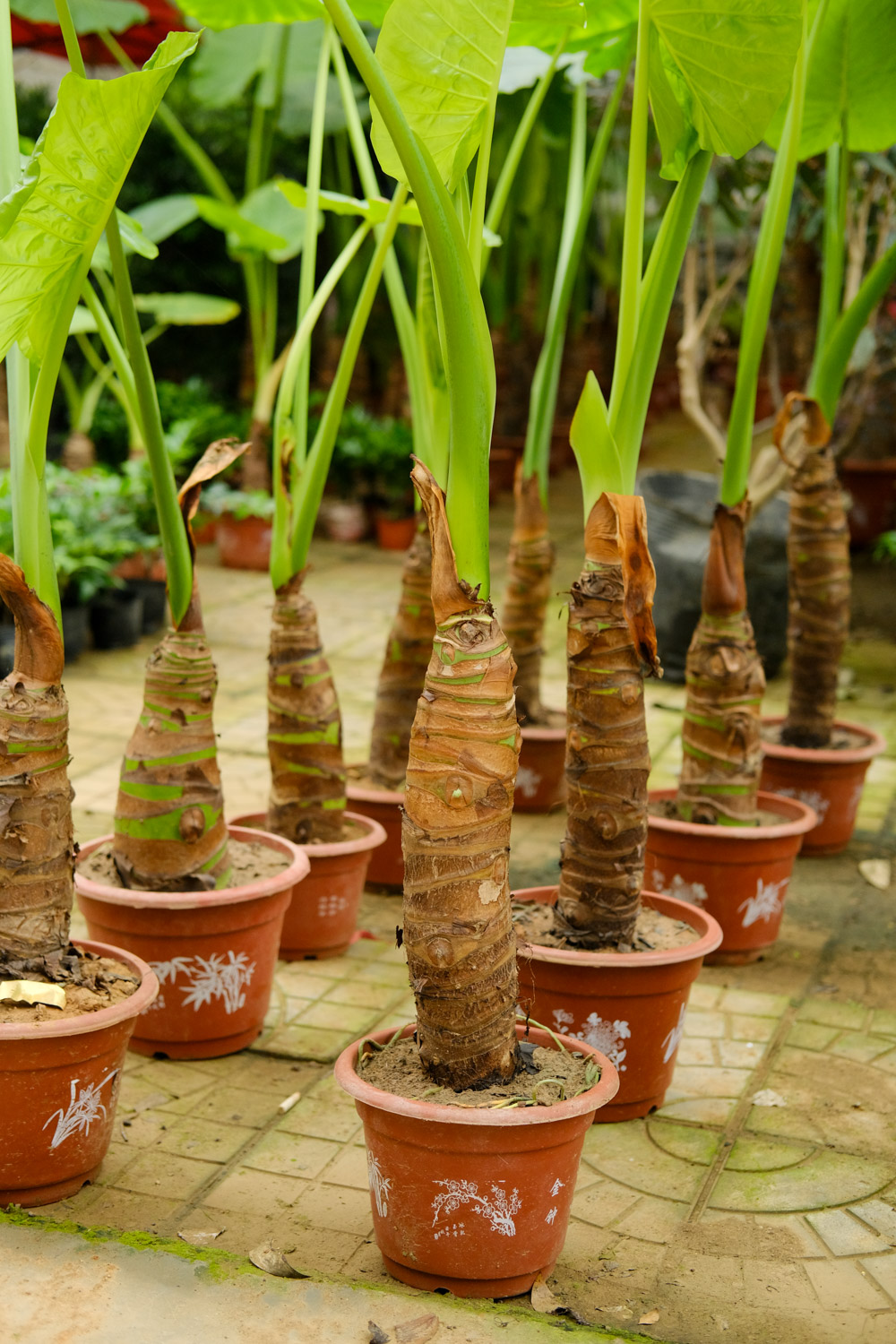 Alocasia macrorrhiza