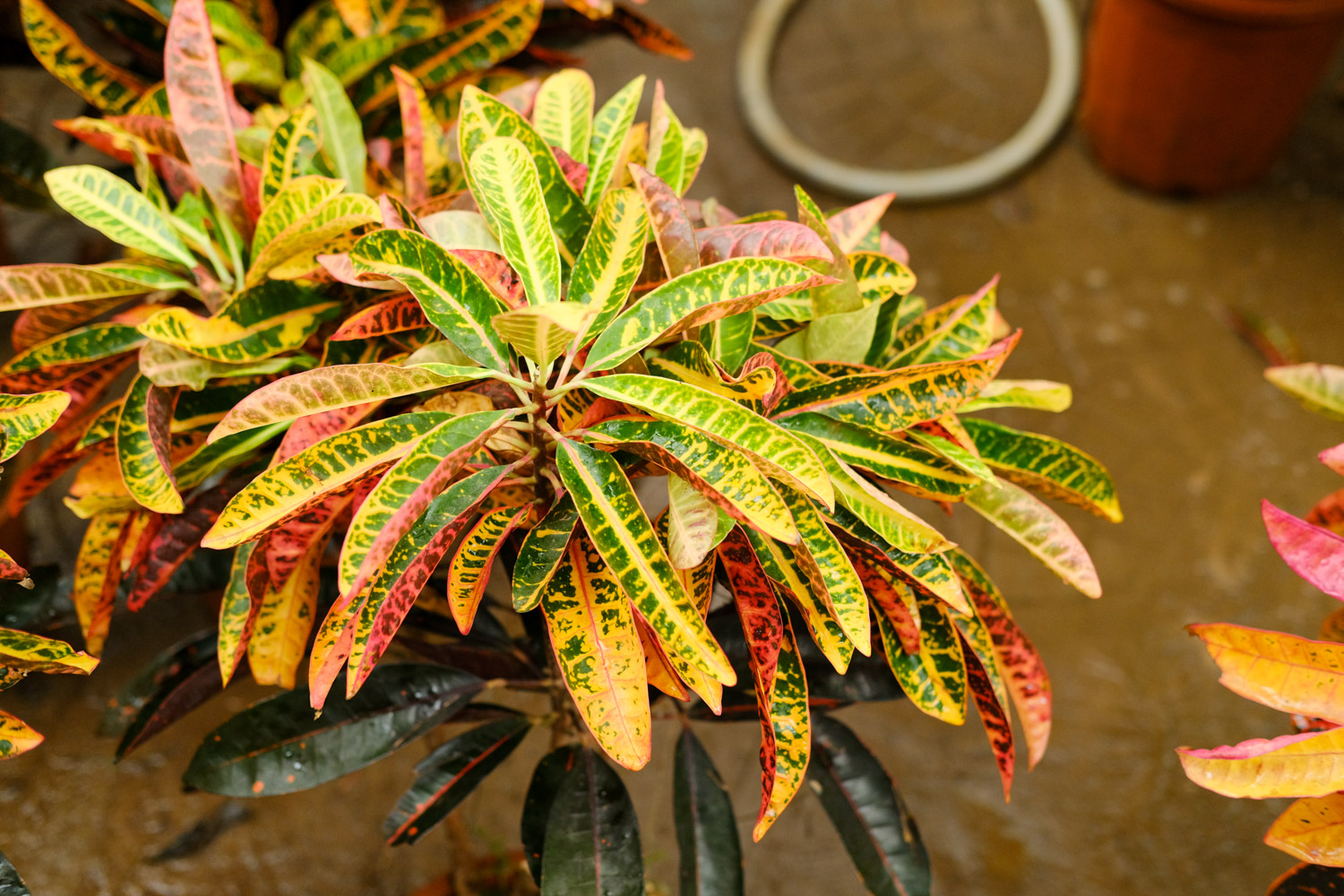 Codiaeum variegatum