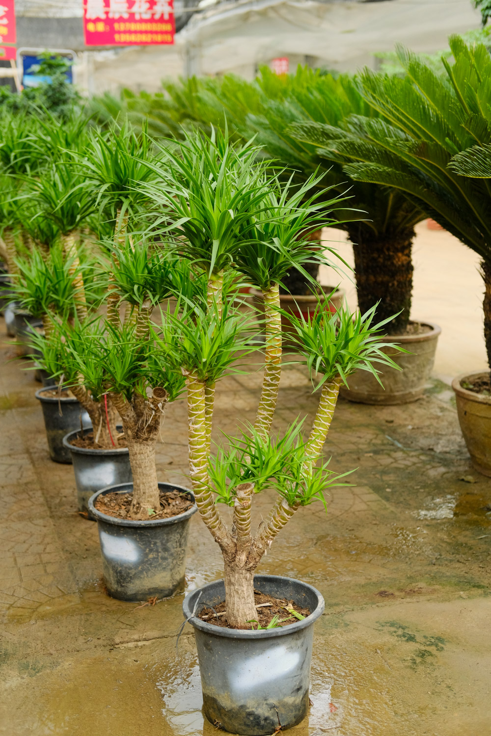 Dragon blood tree