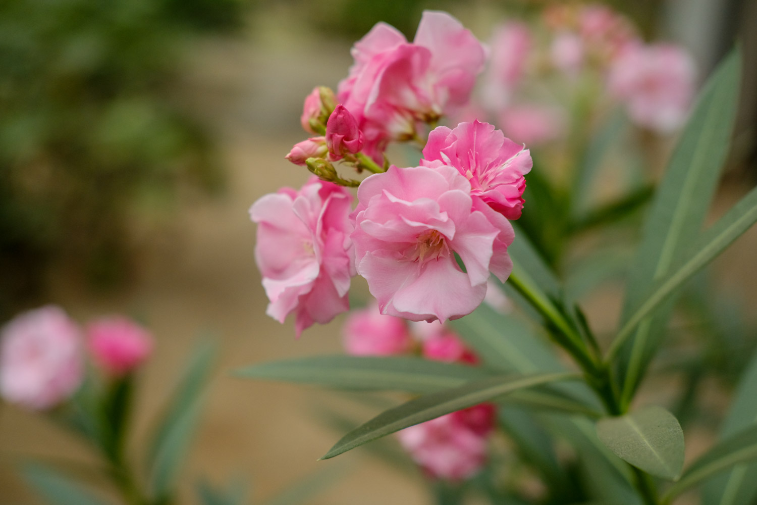 Nerium oleander