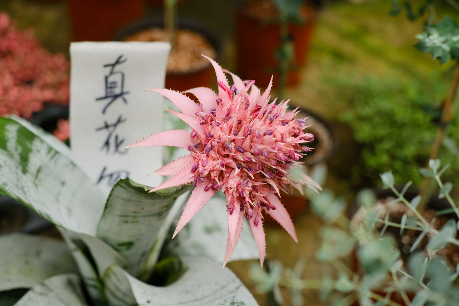 Aechmea fasciata 