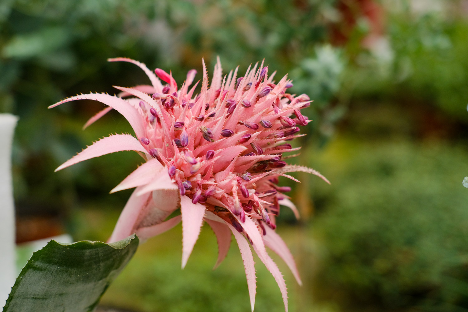 Aechmea fasciata 