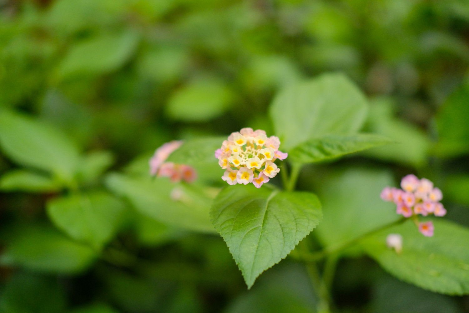 Lantana camara