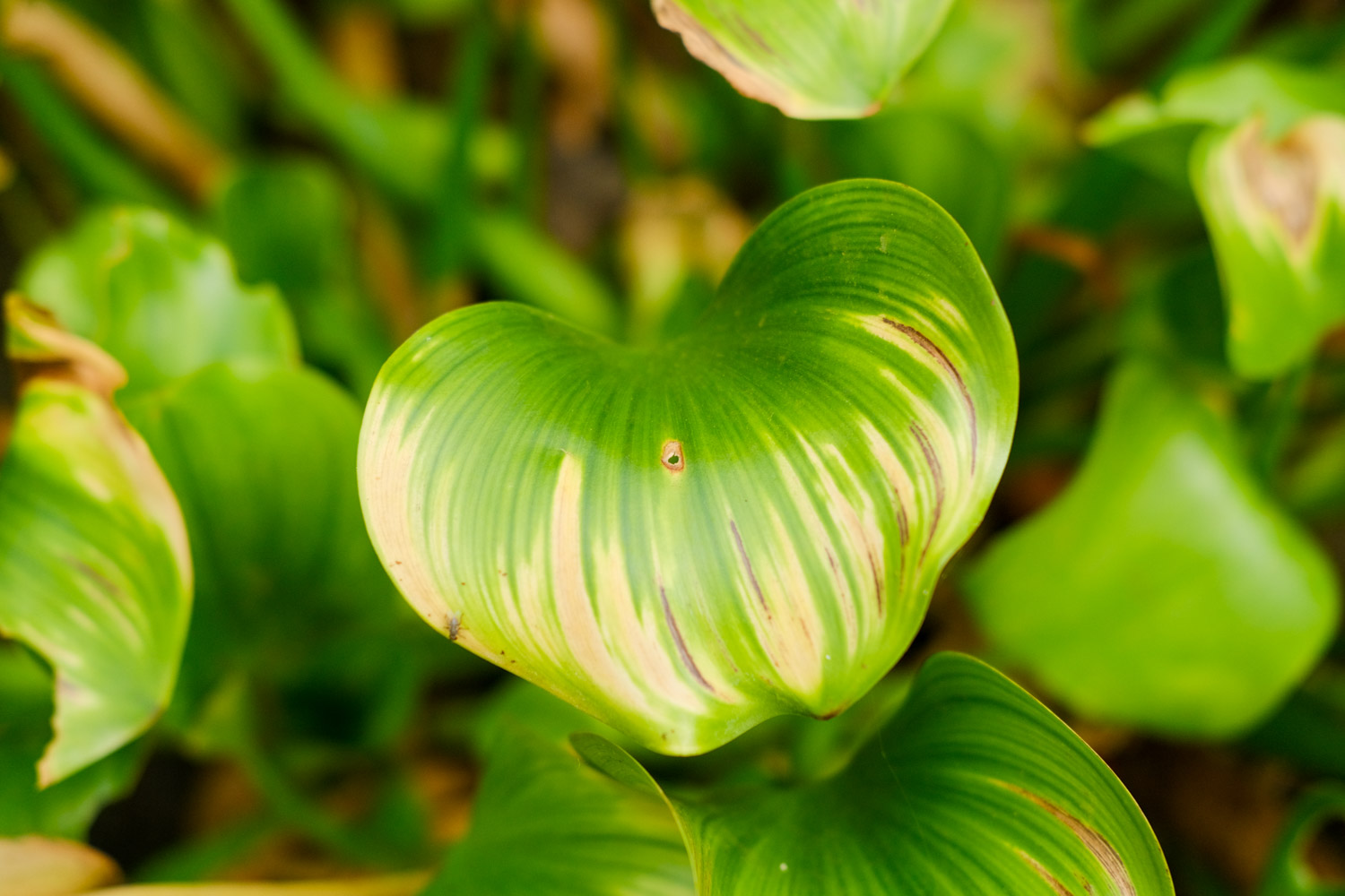 water hyacinth