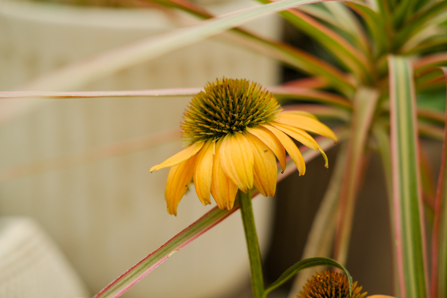 echinacea 