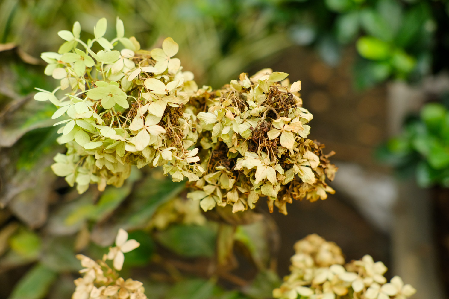 hydrangea