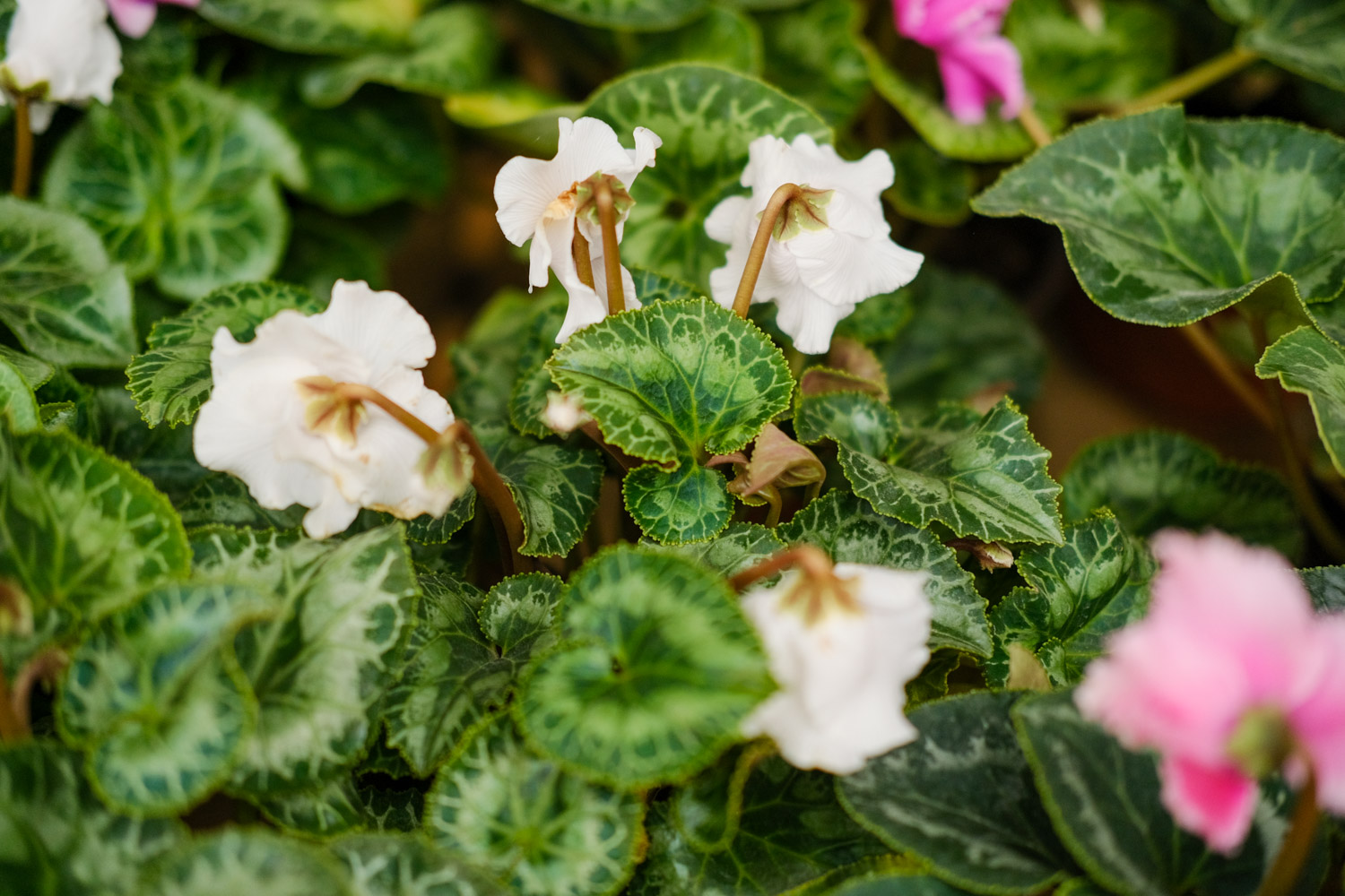 Cyclamen