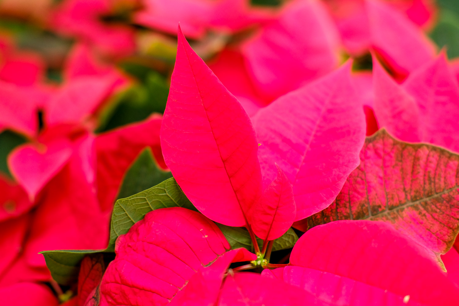 poinsettia