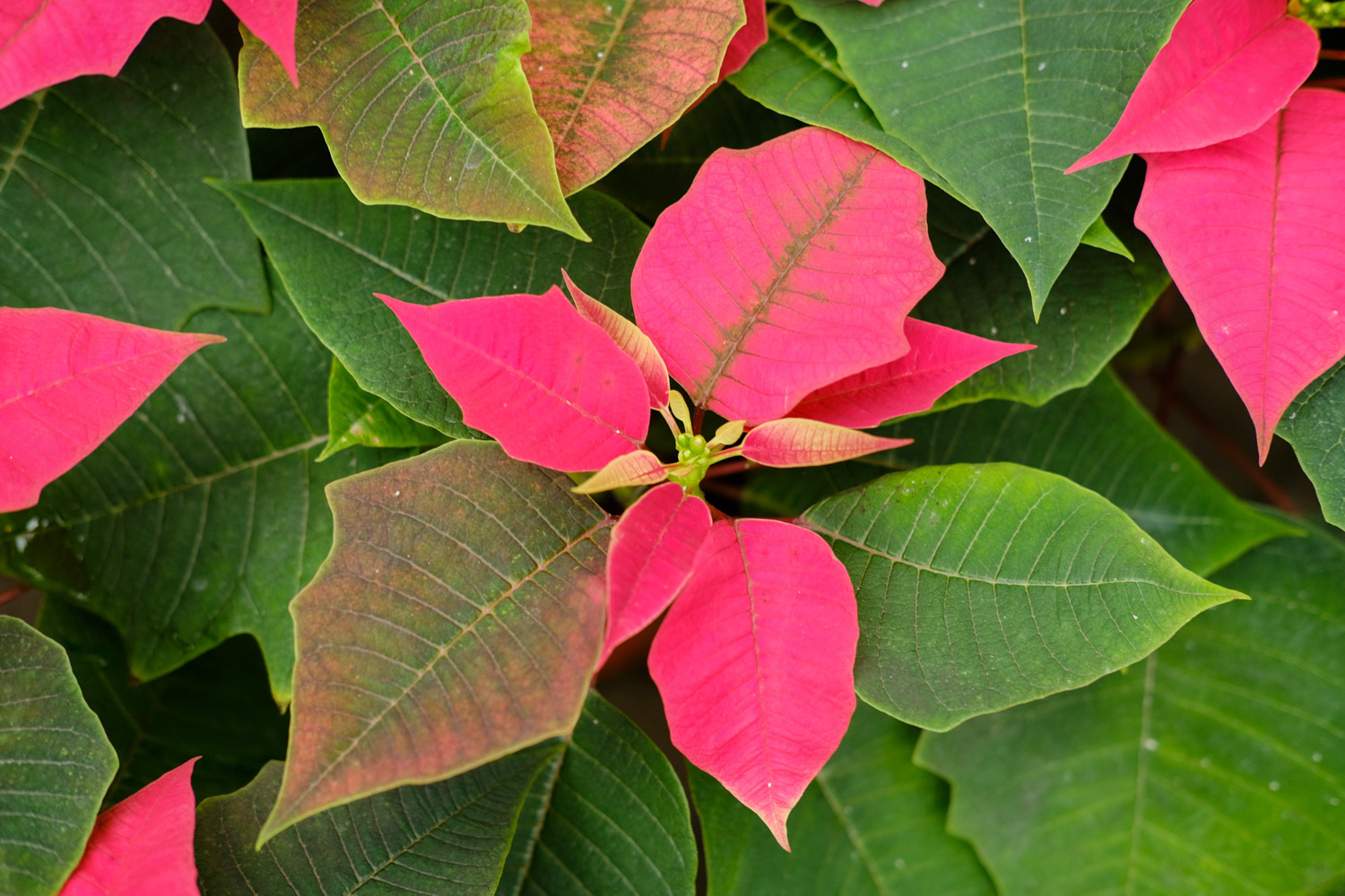 poinsettia