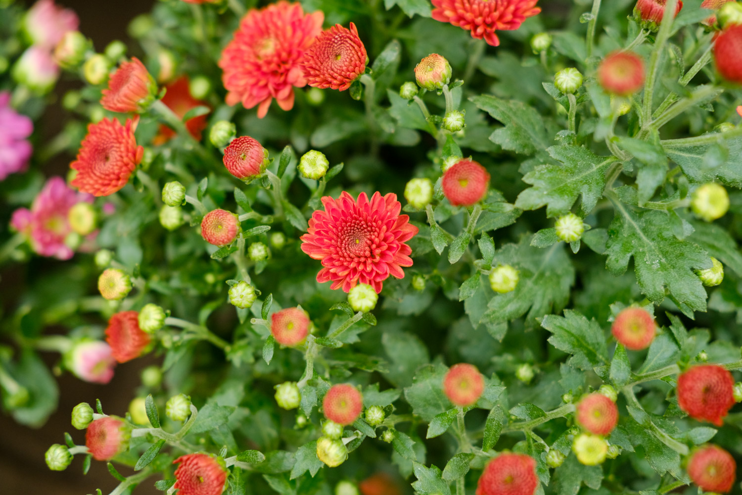 Chrysanthemum