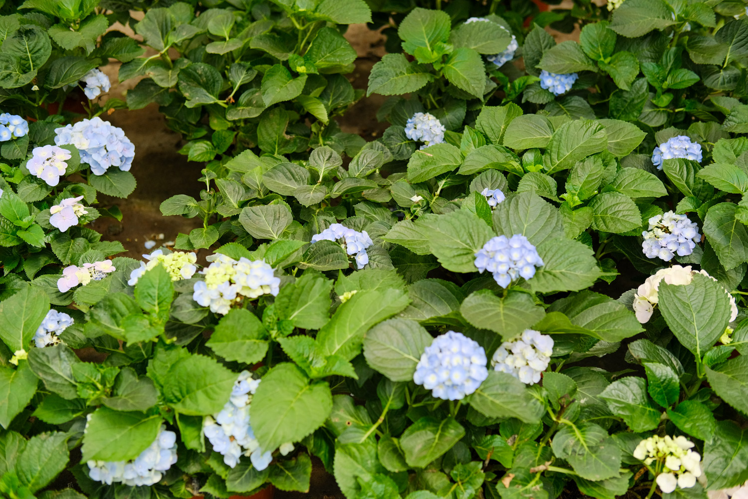 hydrangea