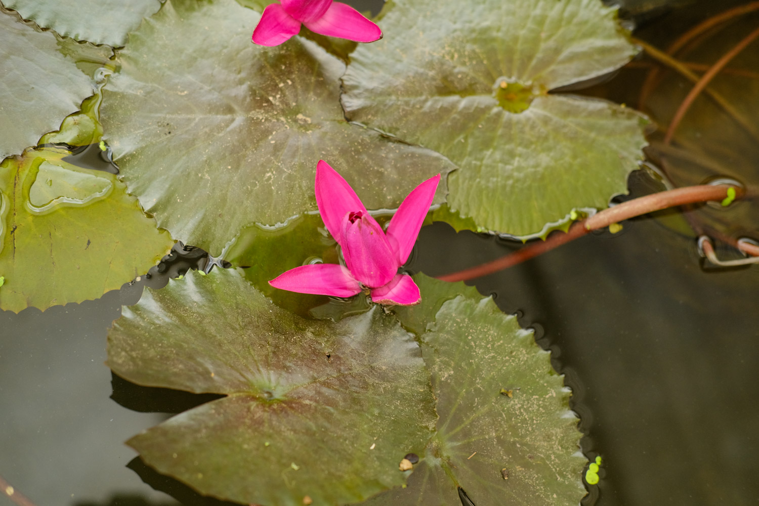 Water lilies