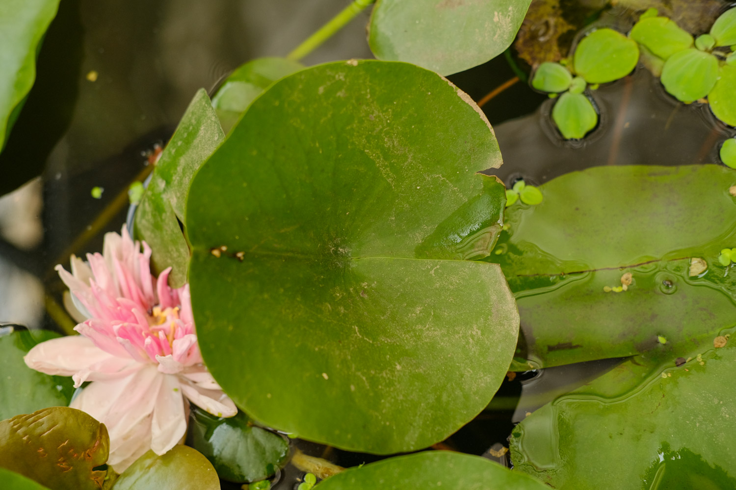 Water lilies