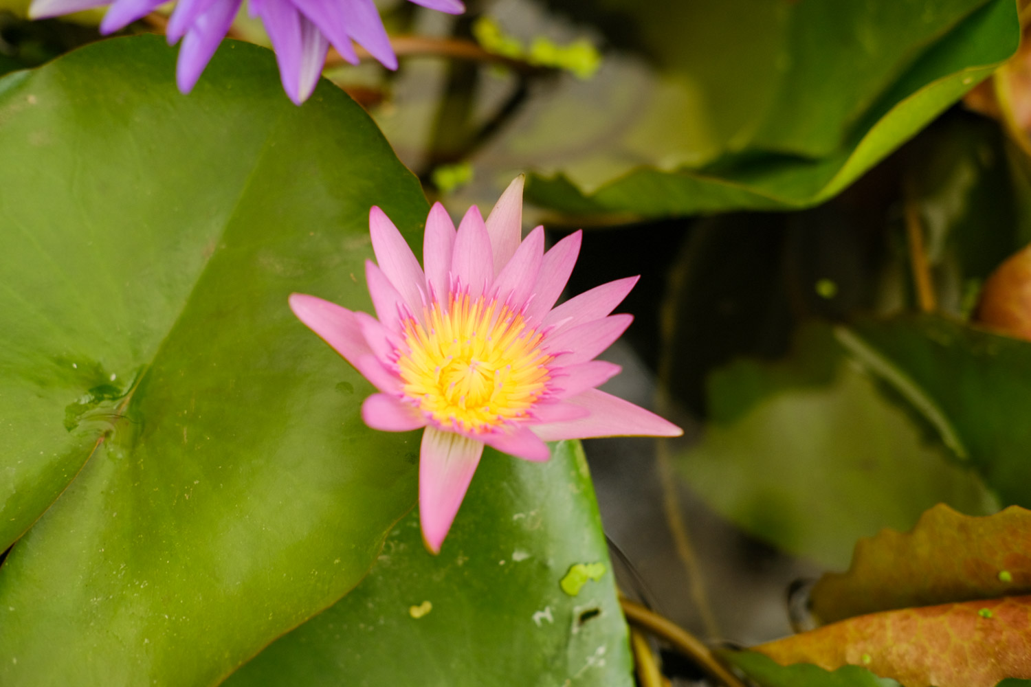 Water lilies