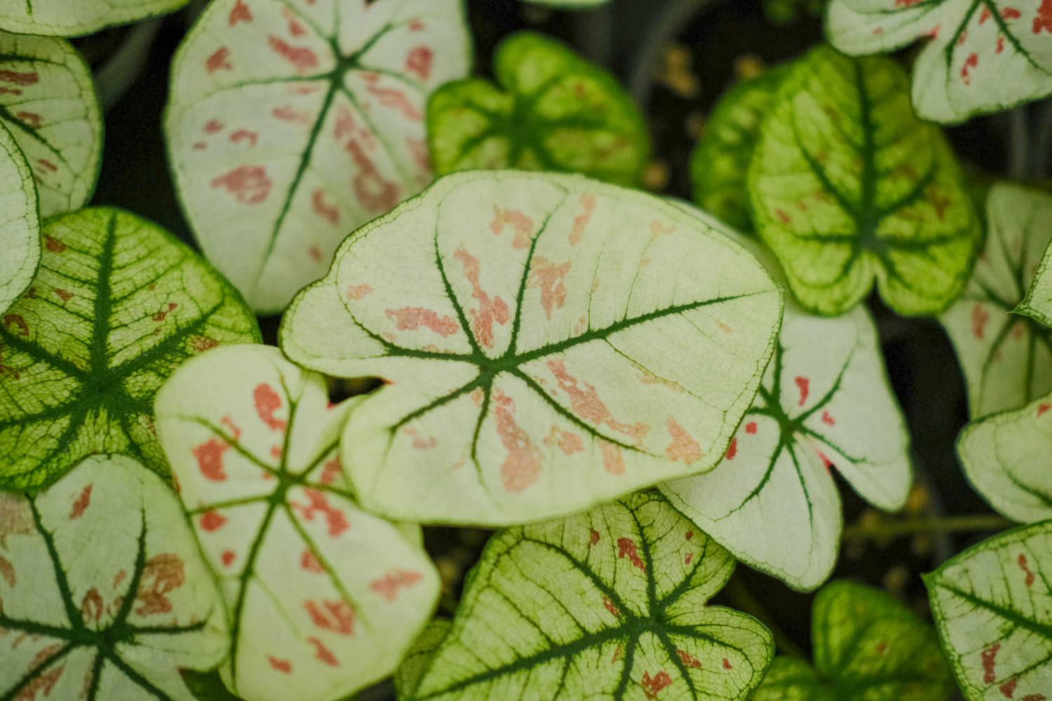 Caladium