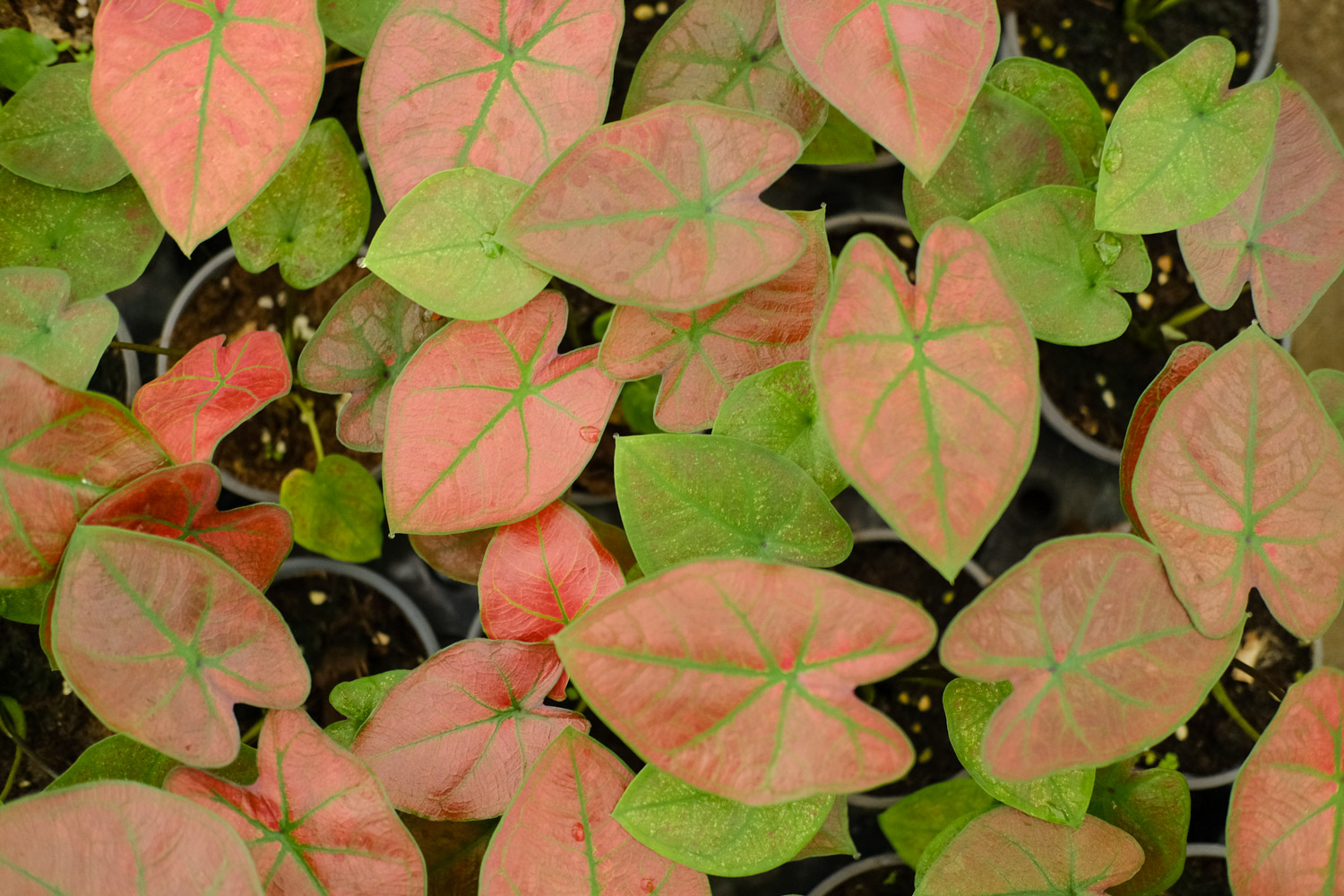 Caladium