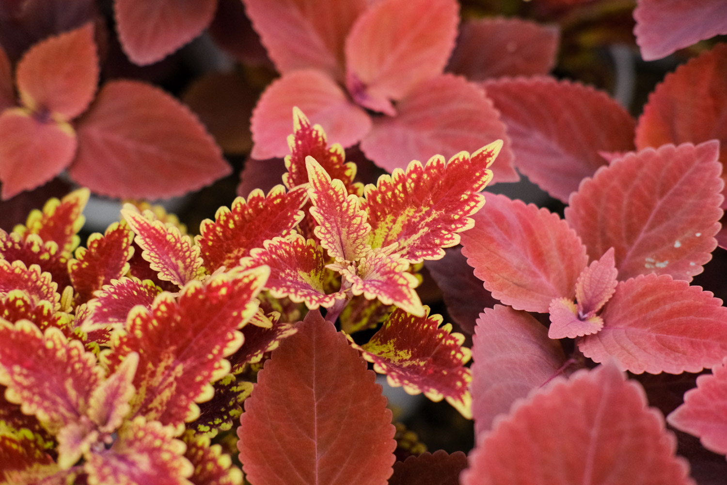 Coleus