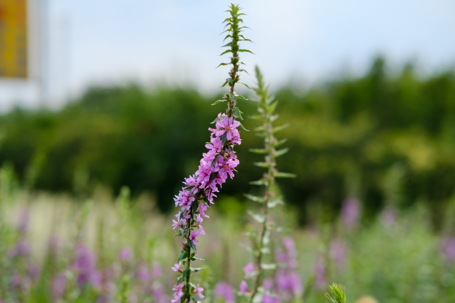 Purple loosestrife