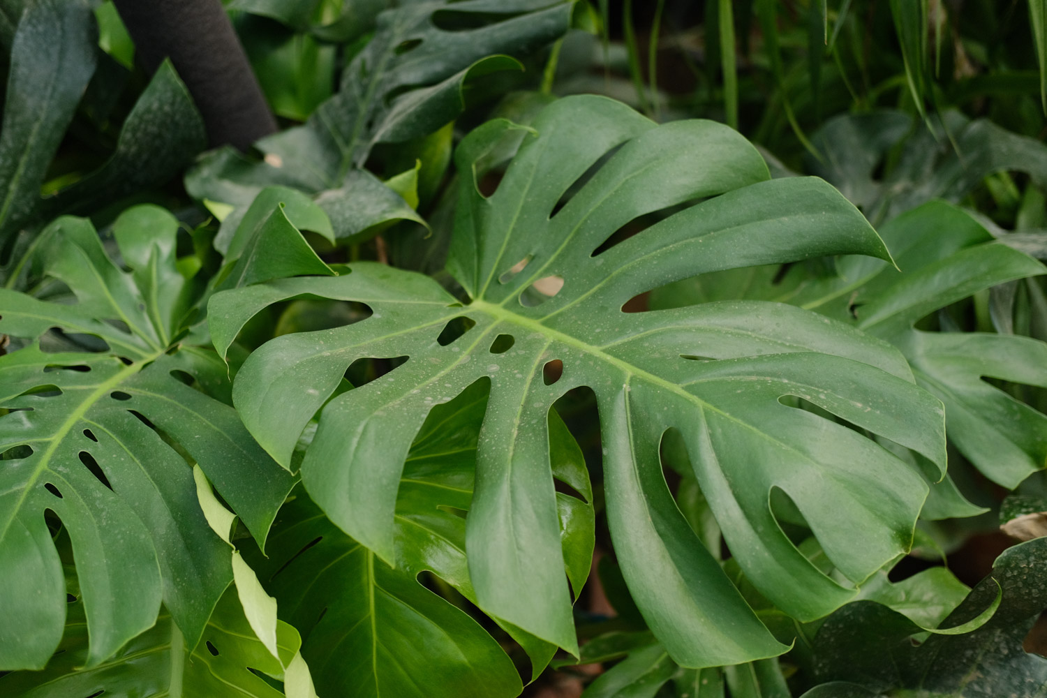 Phyllostachys pubescens