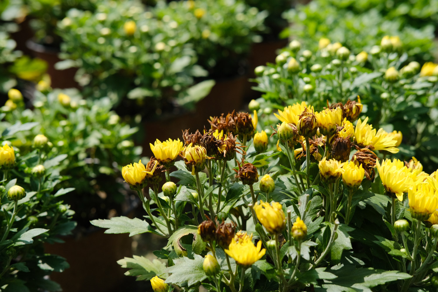 Chrysanthemum