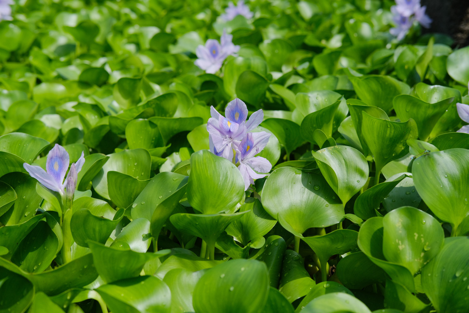 water hyacinth