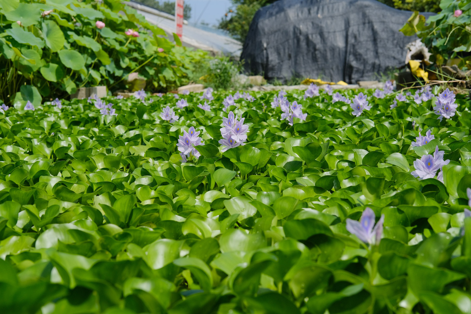 water hyacinth