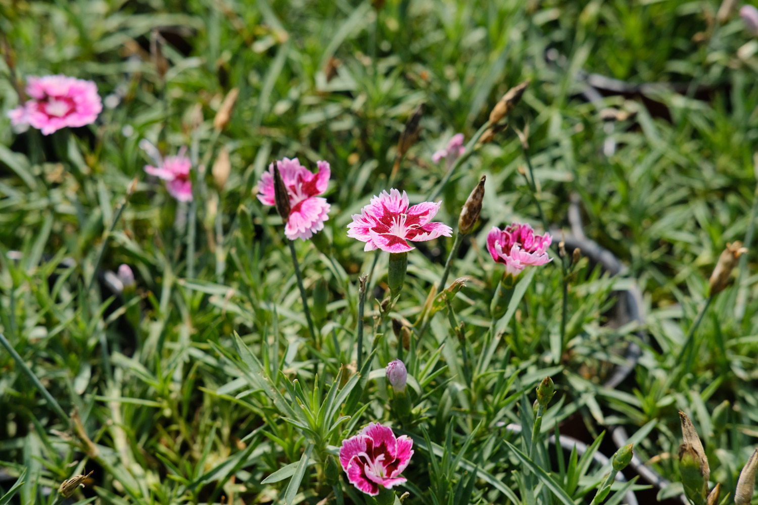 dianthus