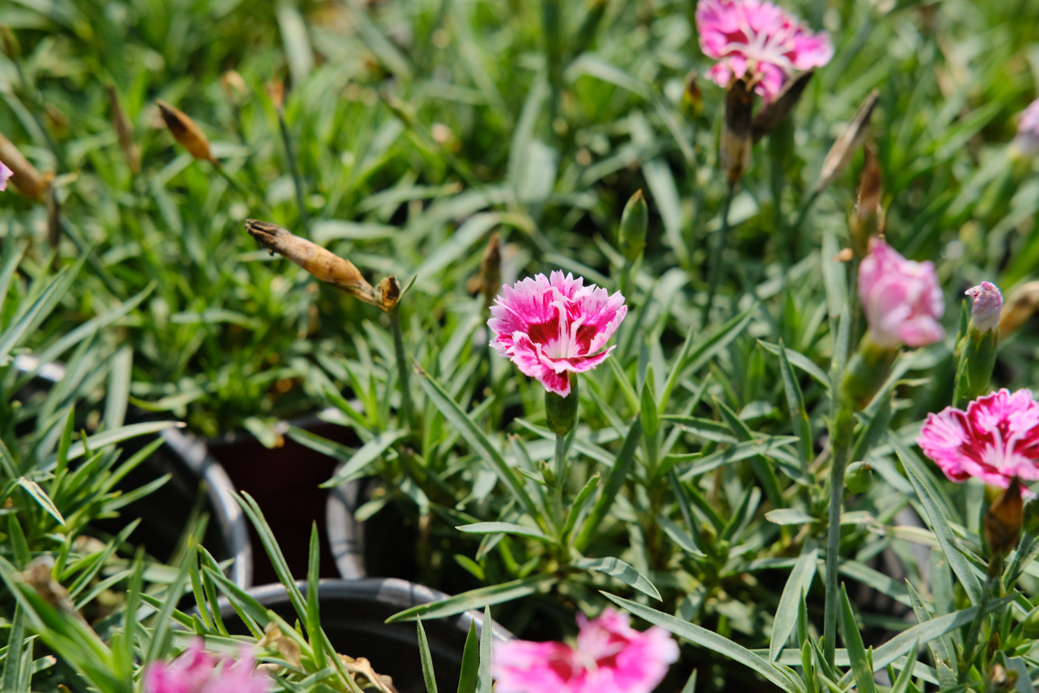 dianthus