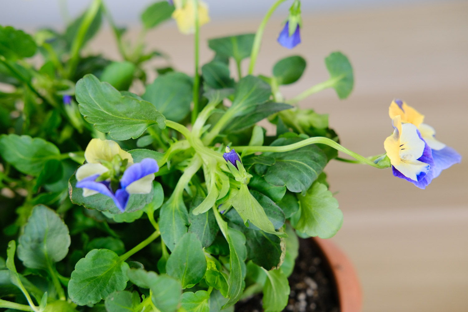 Corydalis