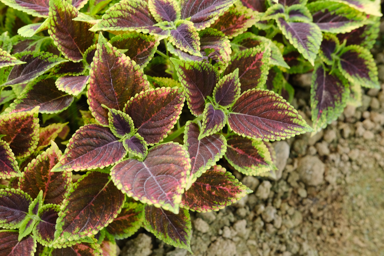 Coleus