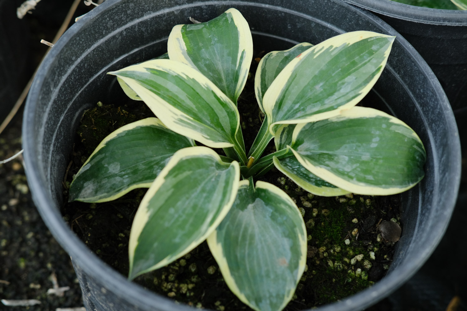 Hosta