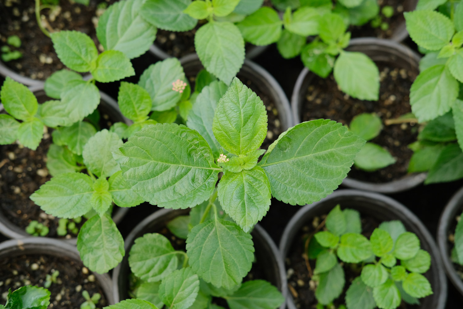 Lantana camara