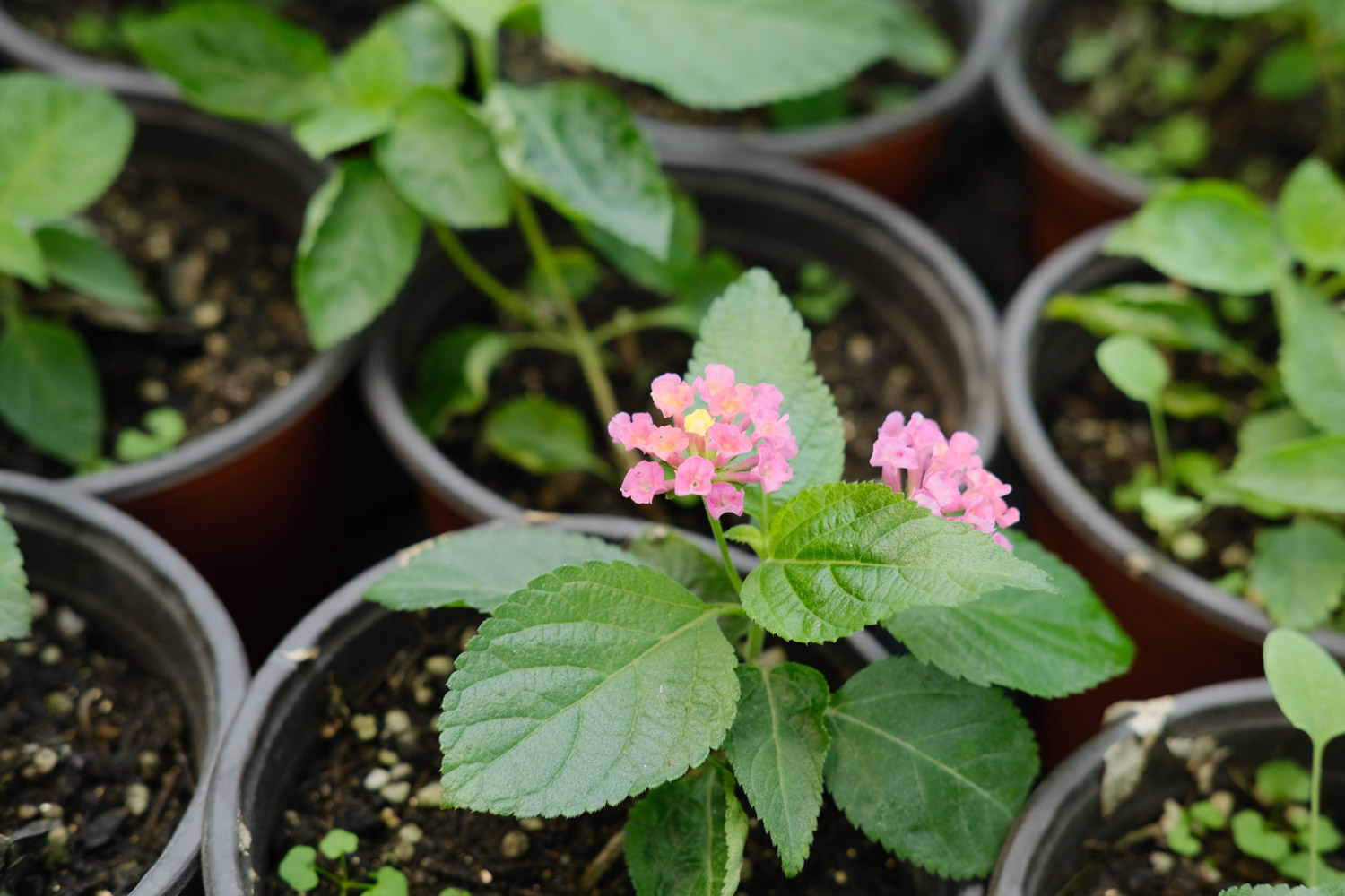 Lantana camara