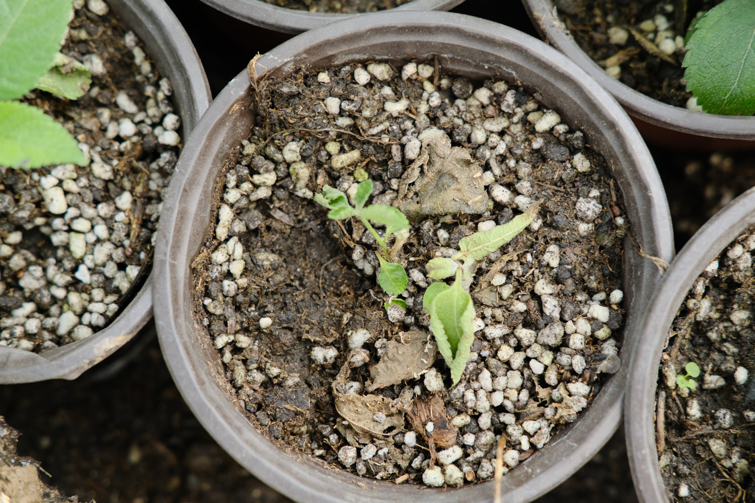 Lantana camara