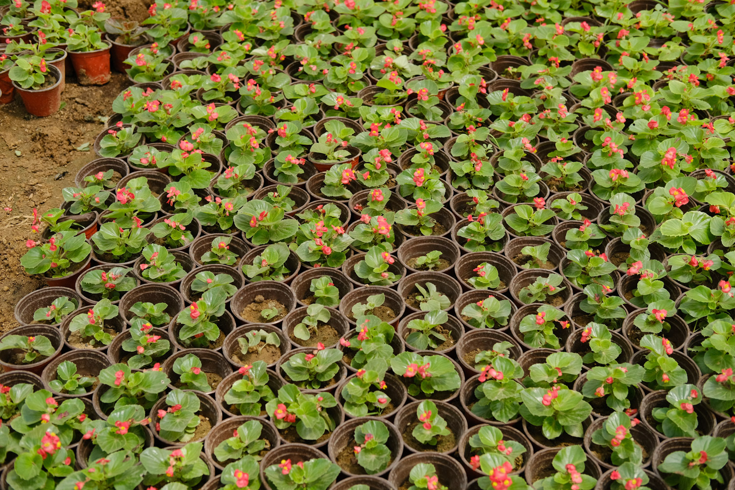 Begonia semperflorens