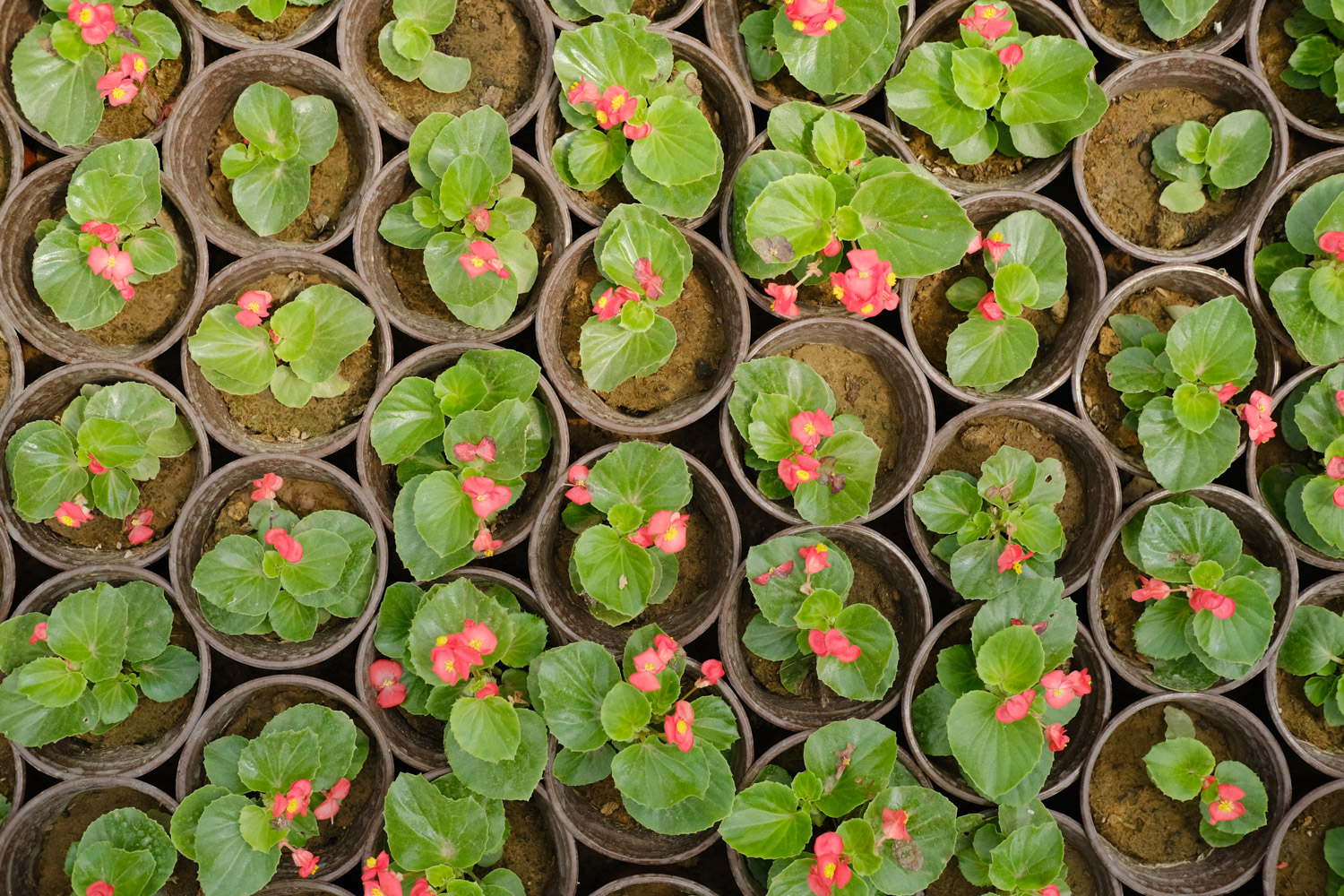 Begonia semperflorens