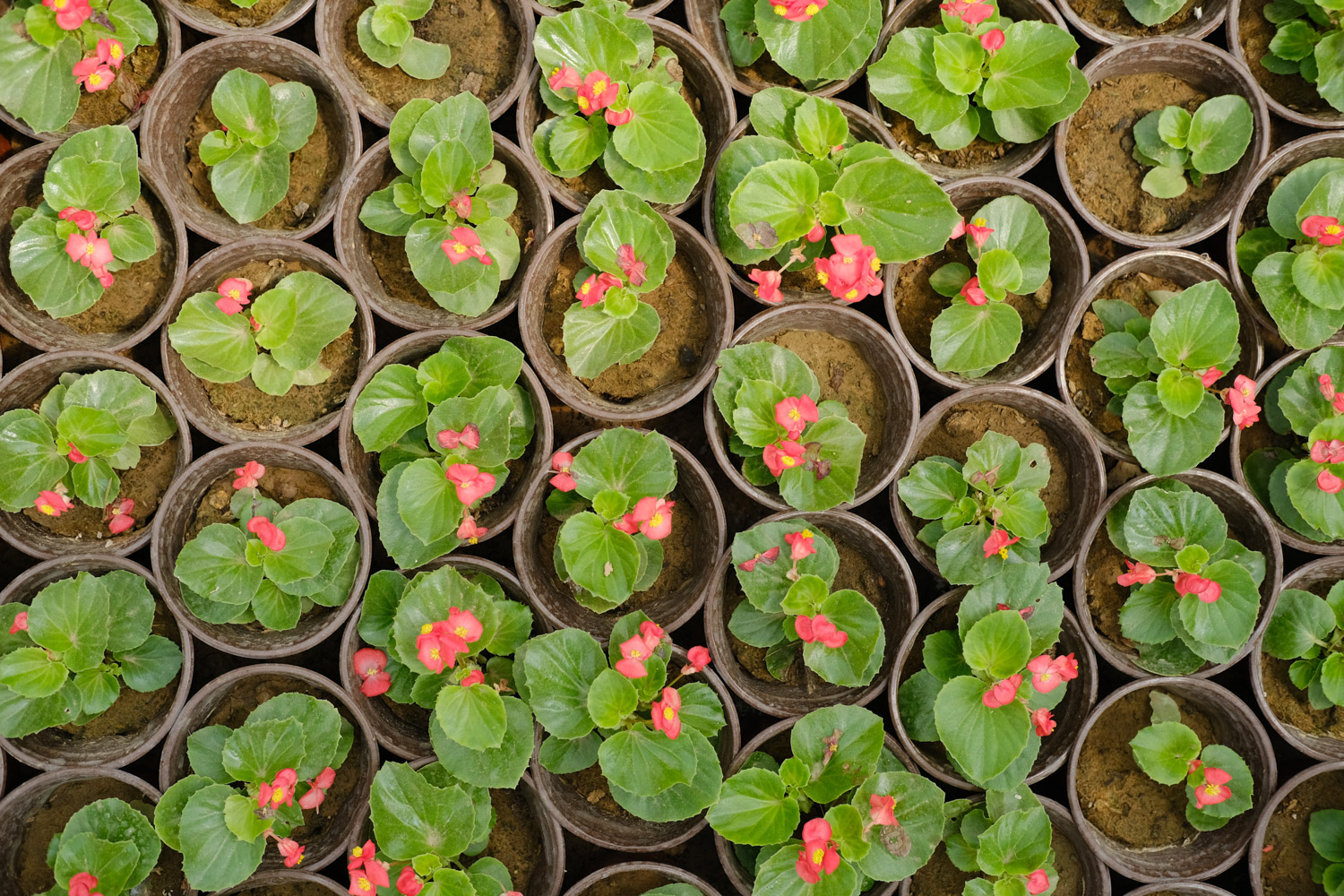 Begonia semperflorens