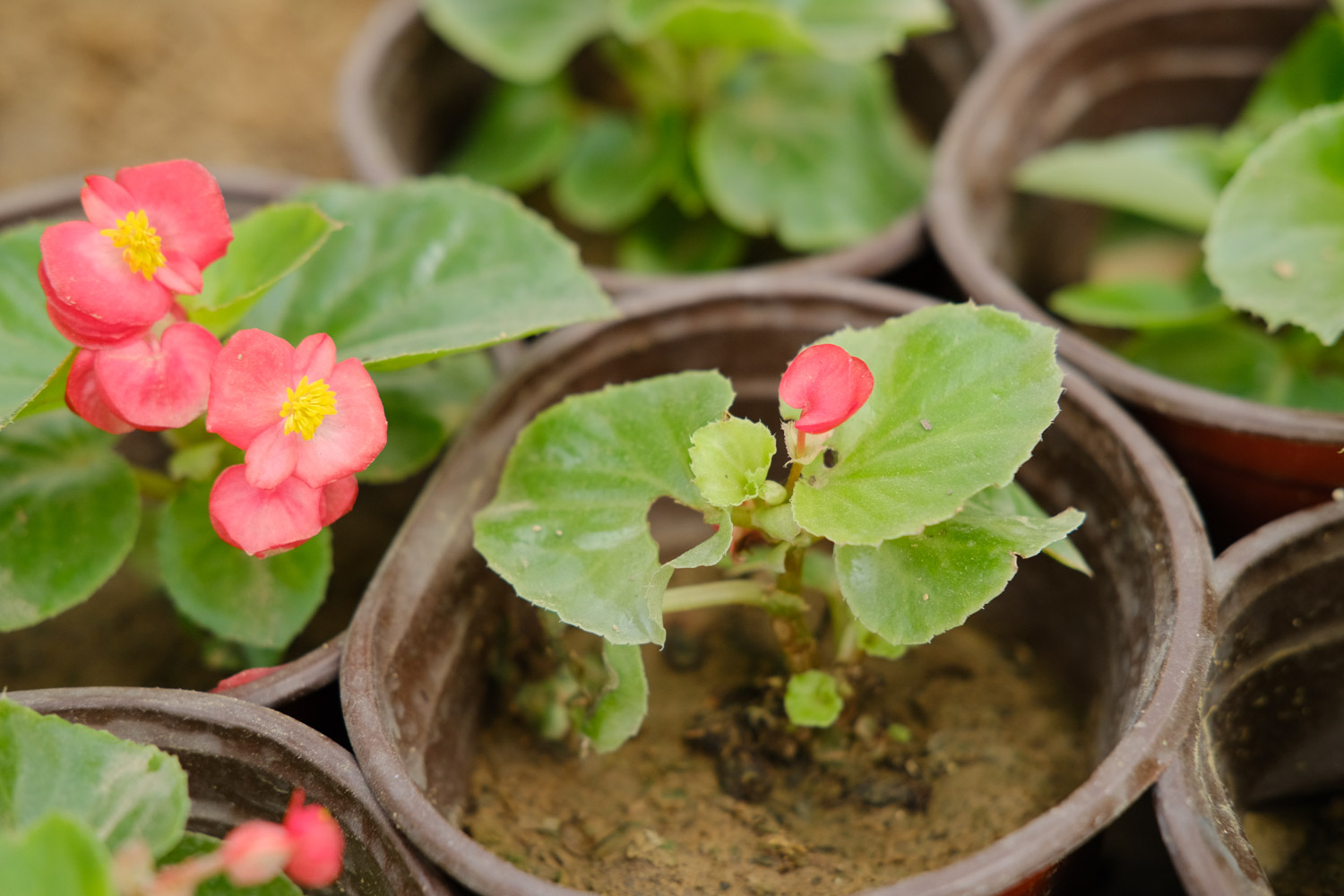 Begonia semperflorens