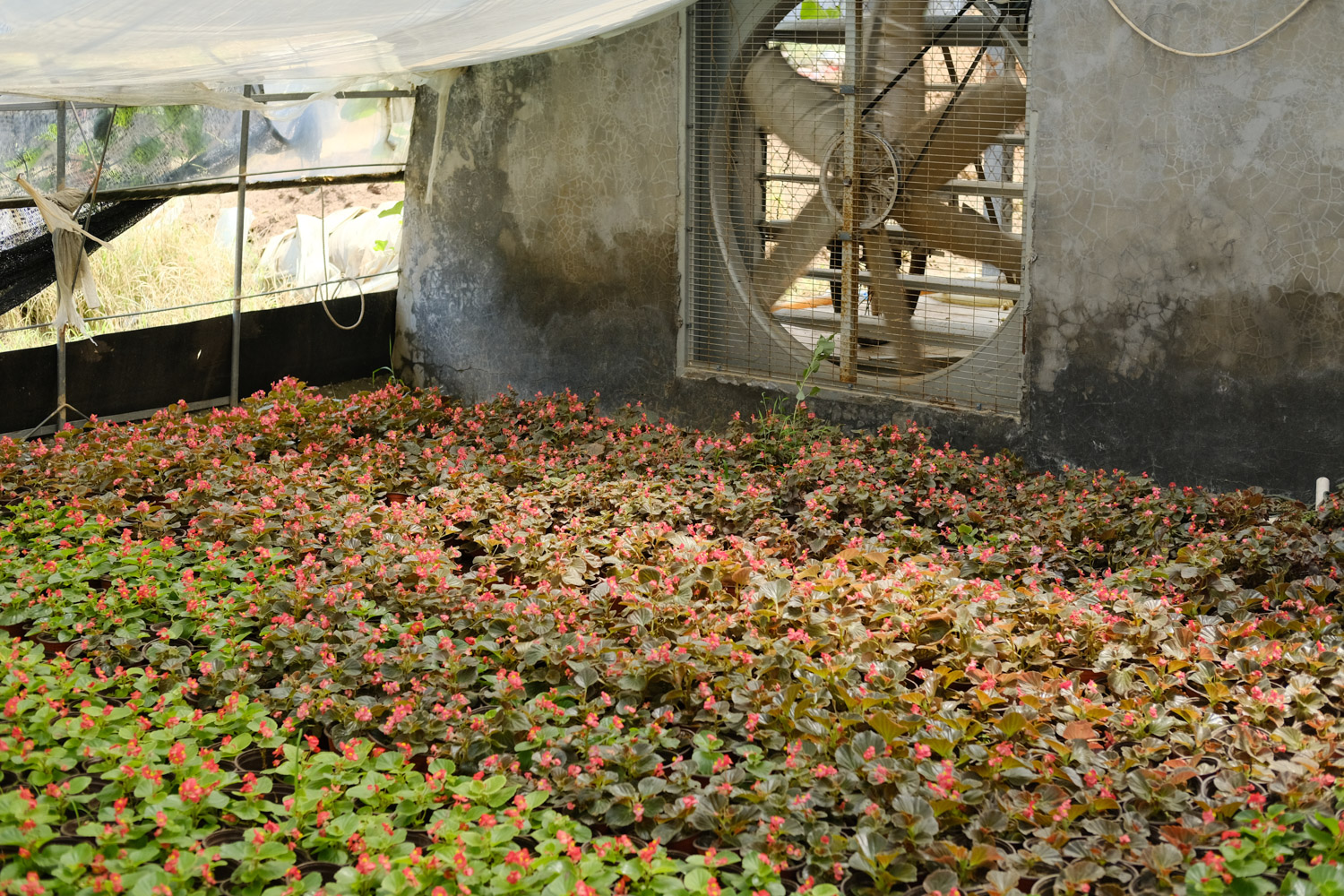 Begonia semperflorens