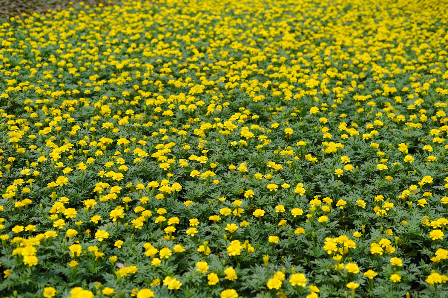 southern cone marigold