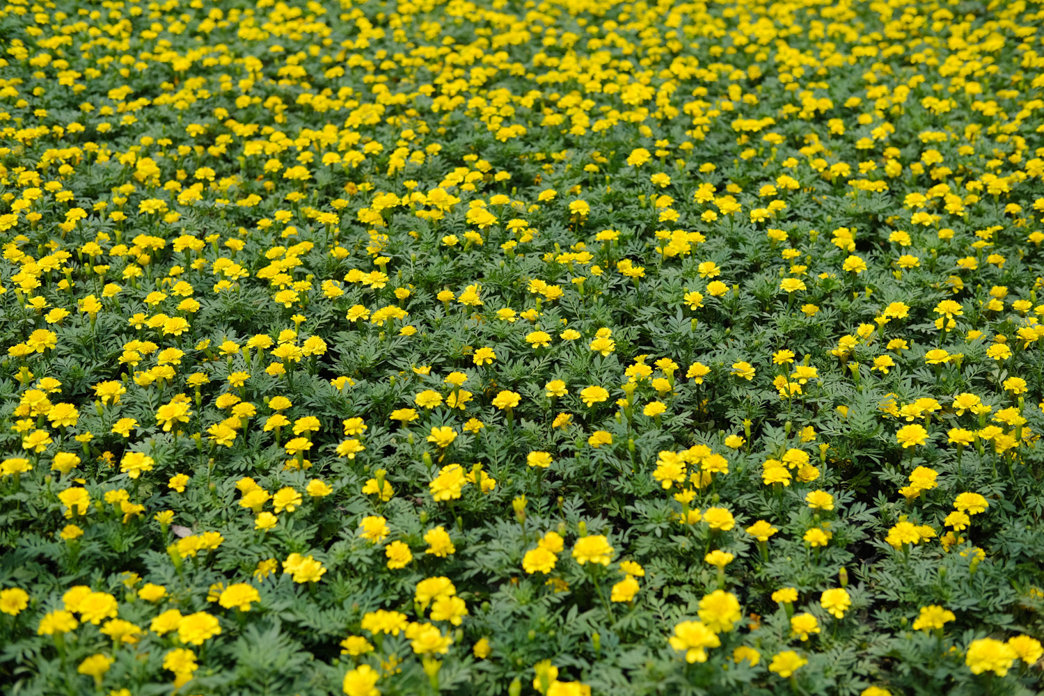 southern cone marigold