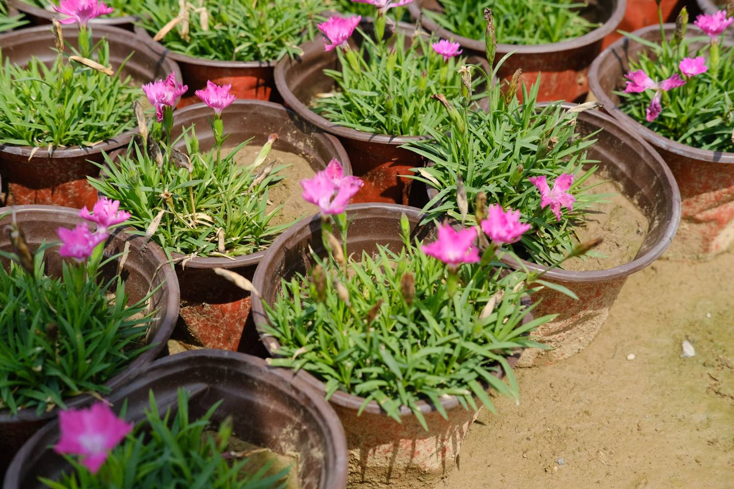 dianthus